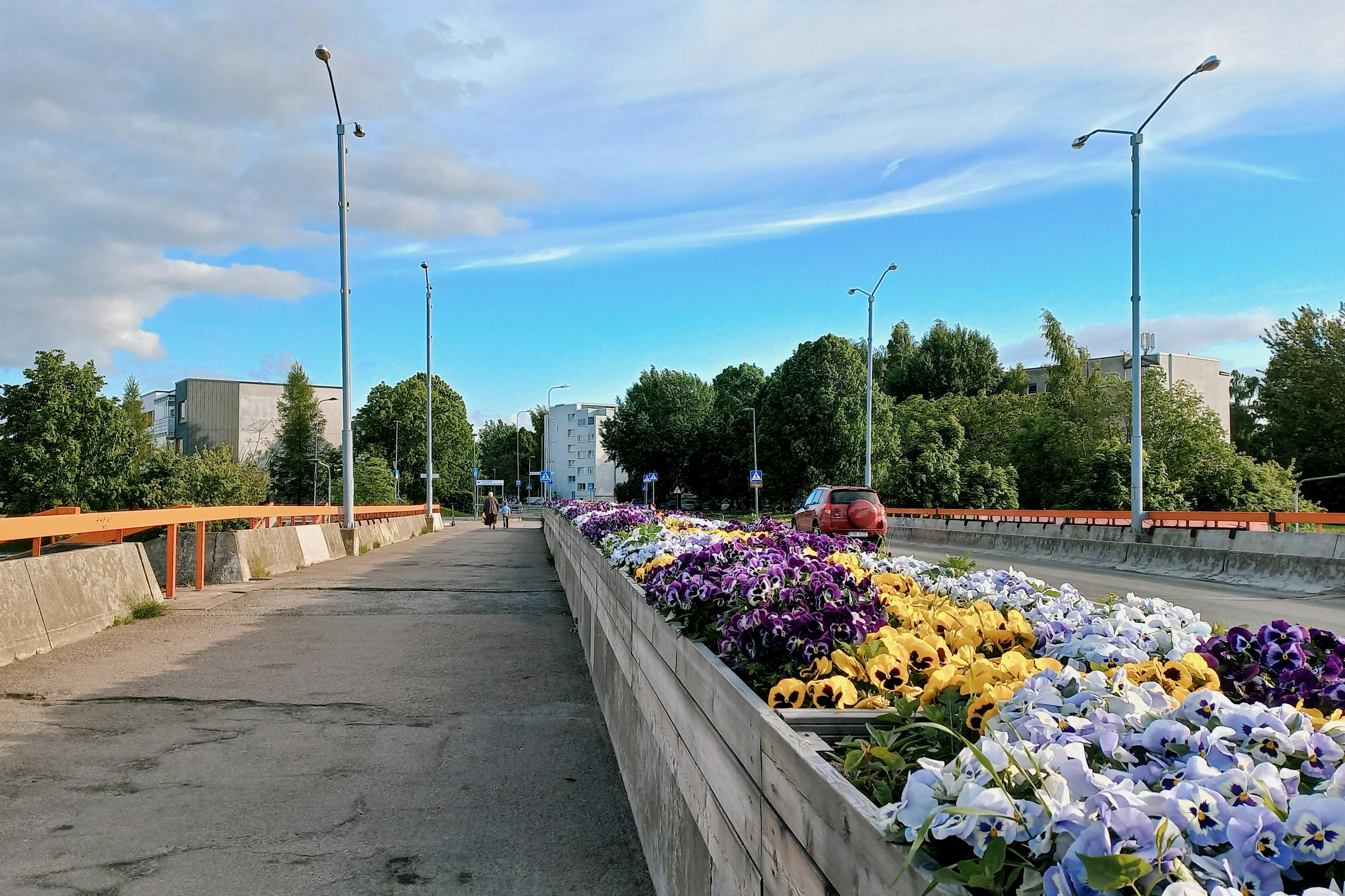 Flowers are blooming in a bridge around Pallasti street, Tallinn.