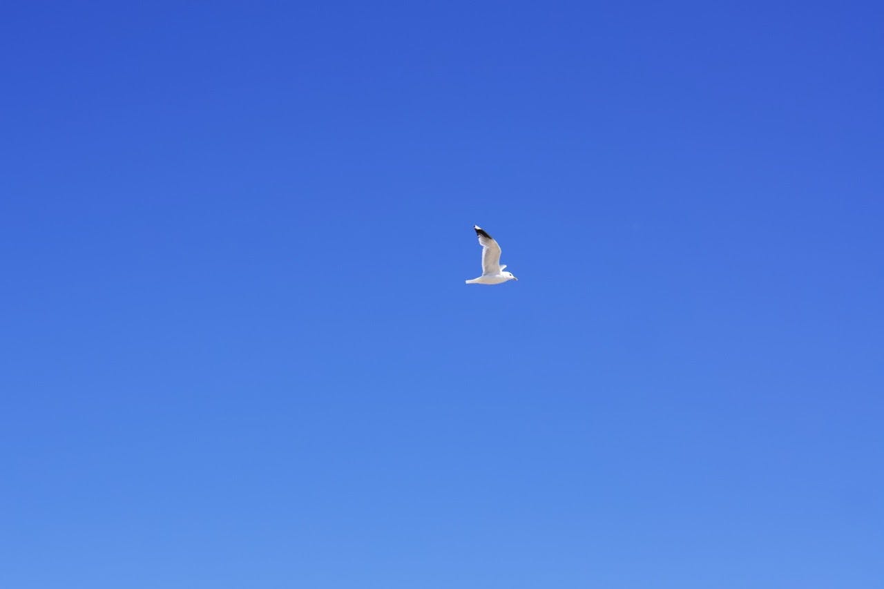 A seagull is flying in the blue and clear sky.