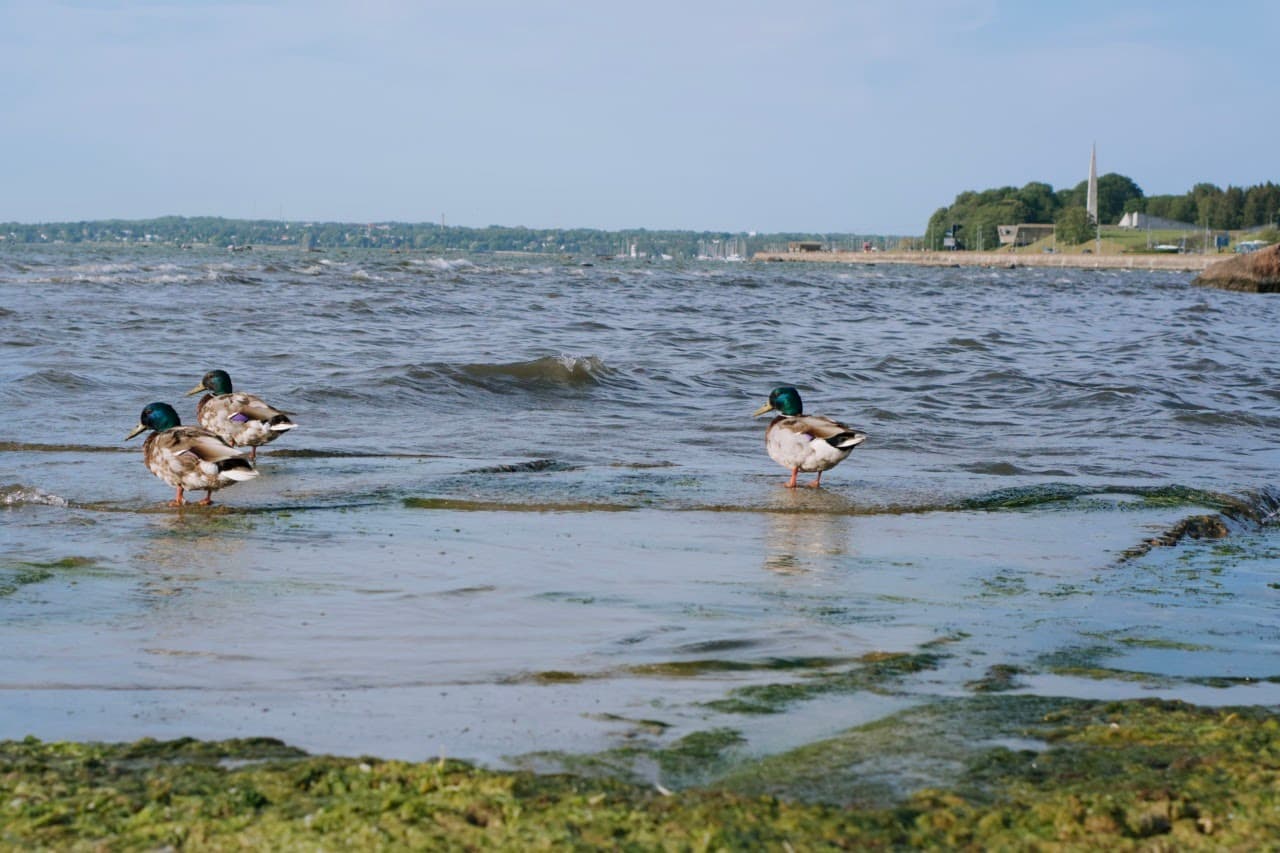 Three birds are standing and seeking foods at the seashore.