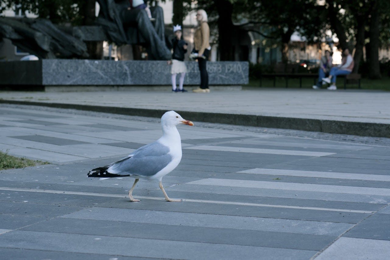 A seagull walks elegantly in Tammsaare park, Tallinn.