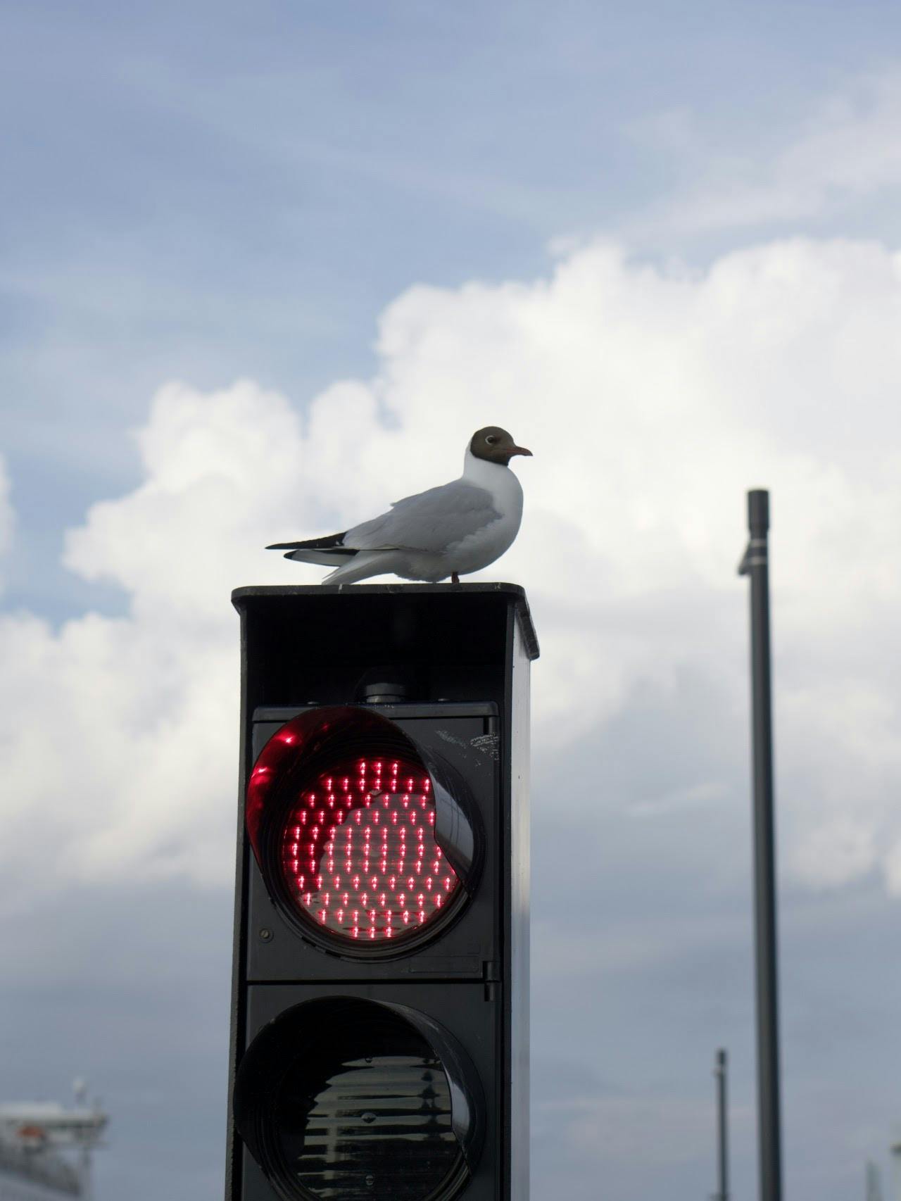 A black-headed gull is standing at the boat traffic light in Tallinn harbour.
